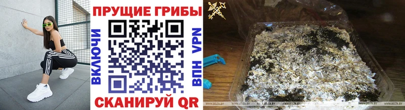 где продают наркотики  мориарти официальный сайт  Псилоцибиновые грибы Magic Shrooms  Мглин 